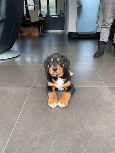 Appenzeller Sennenhunde-Beitrag-Bild