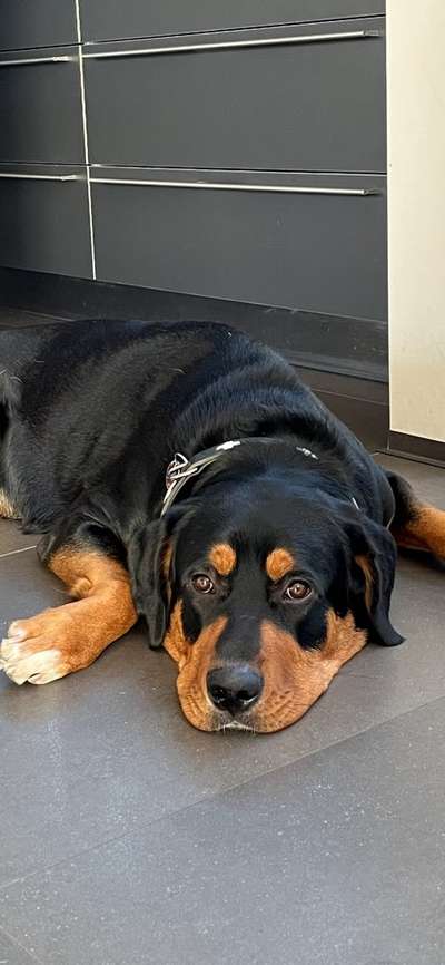 Appenzeller Sennenhunde-Beitrag-Bild