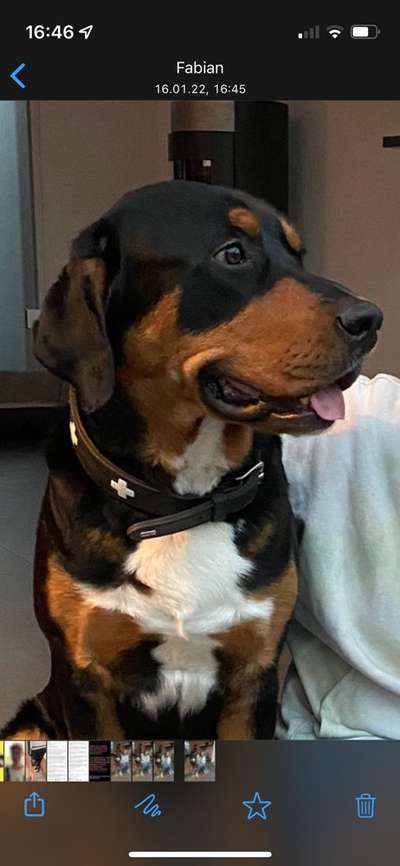 Appenzeller Sennenhunde-Beitrag-Bild