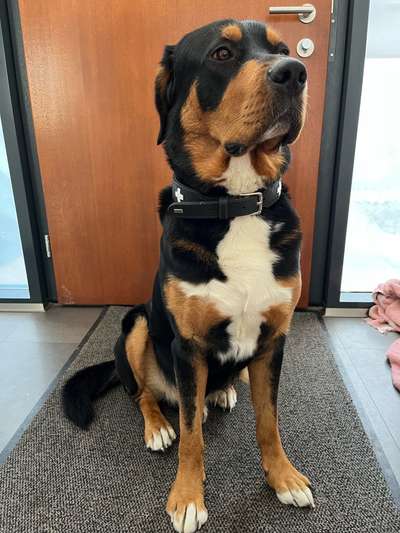 Schweizer Sennenhunde-Beitrag-Bild