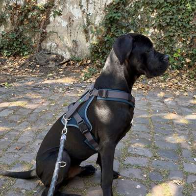 Hundetreffen-Spielkamerad🐕 (19.02.2026) gesucht-Bild