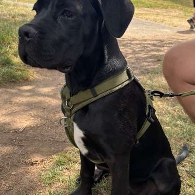 Hundetreffen-Wir suchen einen Spielkameraden für unseren Dante🐕 (5 Monate alt) der mit ihm mithalten kann im Saa-Bild