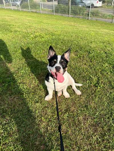 Hundetreffen-Casper sucht Freunde 🐾-Bild