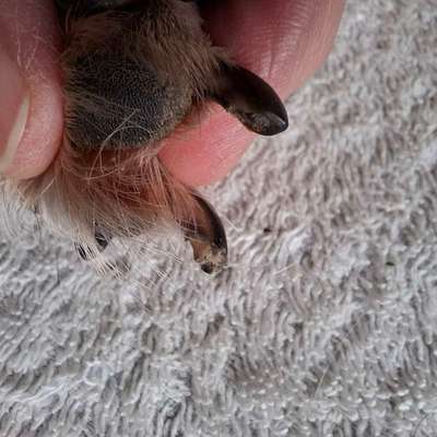 Krallen schneiden-Beitrag-Bild