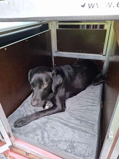 Hundetransport VW Bus EU, Box, Geschirr oder Alternativen?-Beitrag-Bild