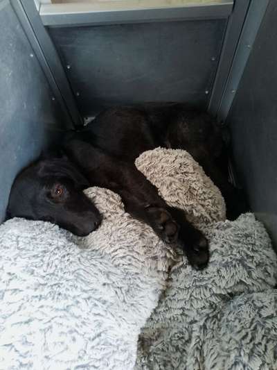 TierschutzhundeStammtisch🐕-Beitrag-Bild