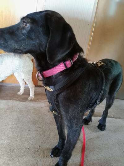 Wie sitzt mein Geschirr?-Beitrag-Bild