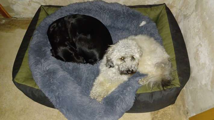 Austausch über Tibetdoodle-Beitrag-Bild