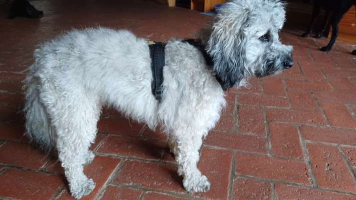 Wie sitzt mein Geschirr?-Beitrag-Bild