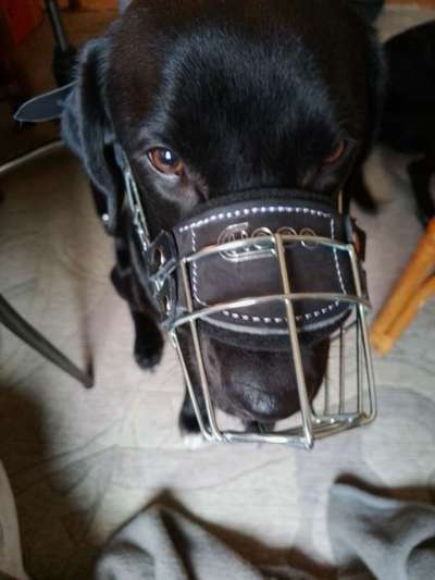 Wie sitzt mein Maulkorb / Maulkorb-Beratung-Beitrag-Bild