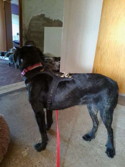 Wie sitzt mein Geschirr?-Beitrag-Bild