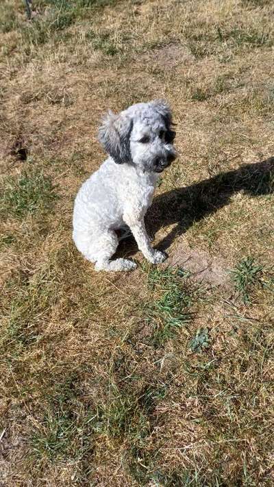 Alles rund um den Pudel-Beitrag-Bild