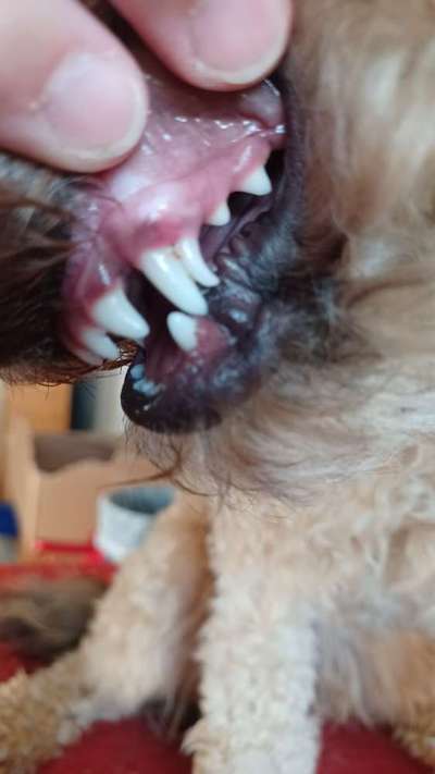 Guideline: Wann sollte ich zum Tierarzt gehen-Beitrag-Bild