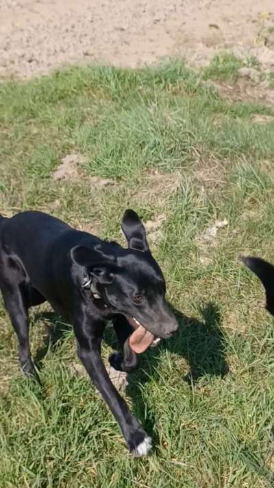 Foto Challenge Nr. 137 - Lass die Ohren fliegen-Beitrag-Bild