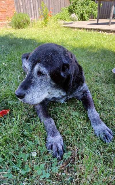 Labradorfans-Beitrag-Bild