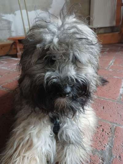 Alles rund um den Pudel-Beitrag-Bild