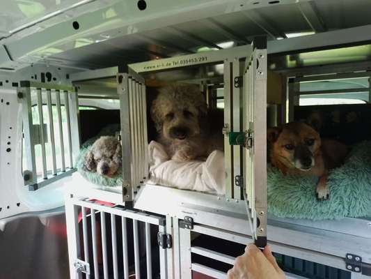 TierschutzhundeStammtisch🐕-Beitrag-Bild