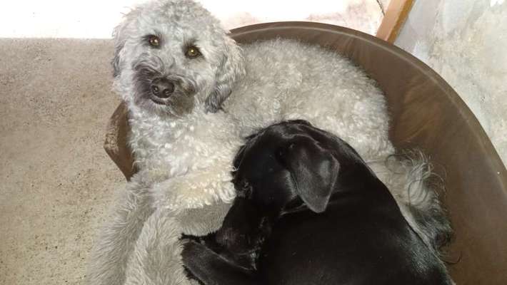 Schneideverbot für Vibrissen-Beitrag-Bild