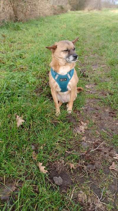 Wie sitzt mein Geschirr?-Beitrag-Bild