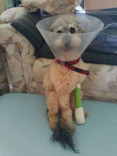 Fixateur extern - wie geht man damit um?-Beitrag-Bild