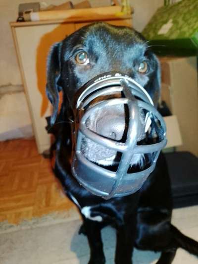 Wie sitzt mein Maulkorb / Maulkorb-Beratung-Beitrag-Bild