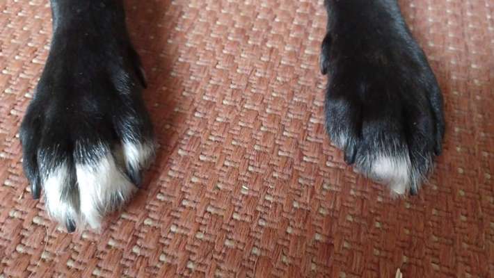 Dogorama Photo Challenge - Details Ganz nah-Beitrag-Bild