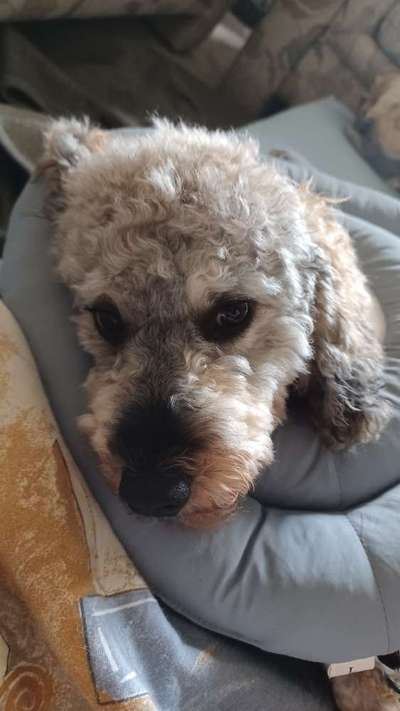 Alles rund um den Pudel-Beitrag-Bild