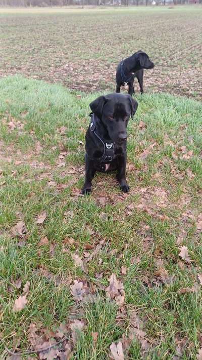 Wie sitzt mein Geschirr?-Beitrag-Bild