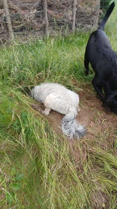 Dogorama Photo Challenge - Buddeln-Beitrag-Bild