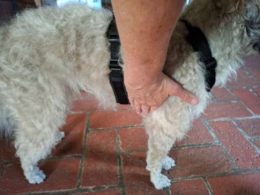 Wie sitzt mein Geschirr?-Beitrag-Bild