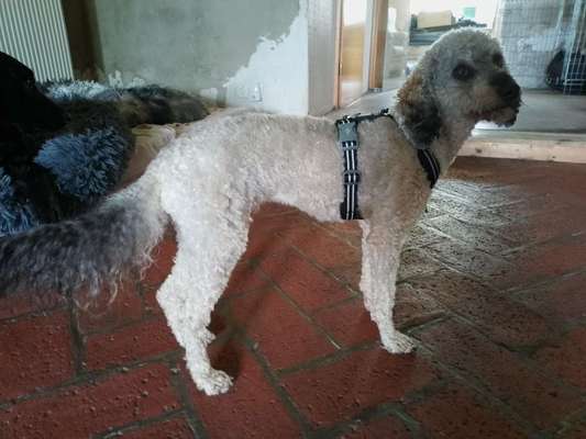 Wie sitzt mein Geschirr?-Beitrag-Bild