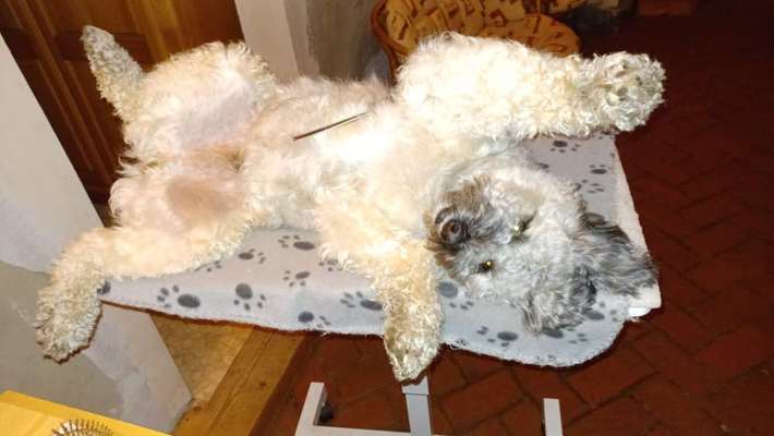 Vertrauen zwischen Hund und Halter-Beitrag-Bild