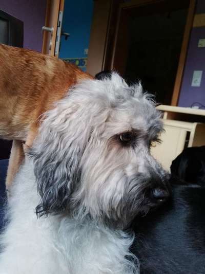 Austausch über Tibetdoodle-Beitrag-Bild