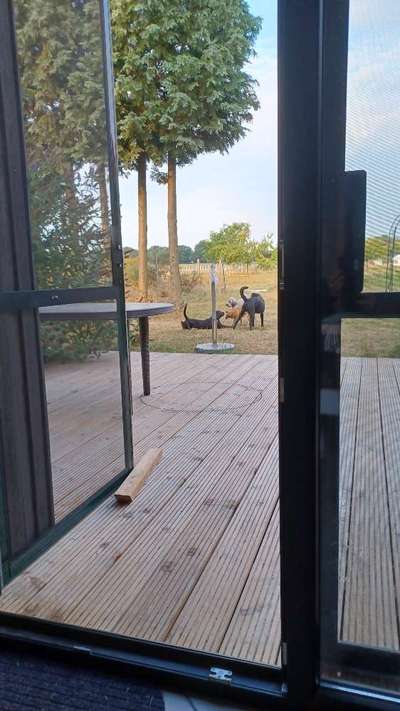 Harz im Fell-Beitrag-Bild