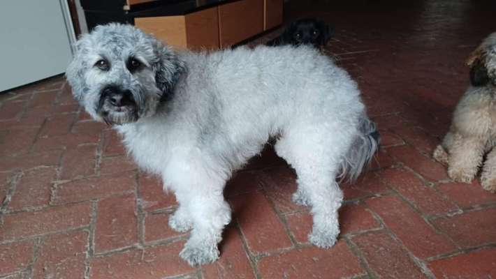 Austausch über Tibetdoodle-Beitrag-Bild