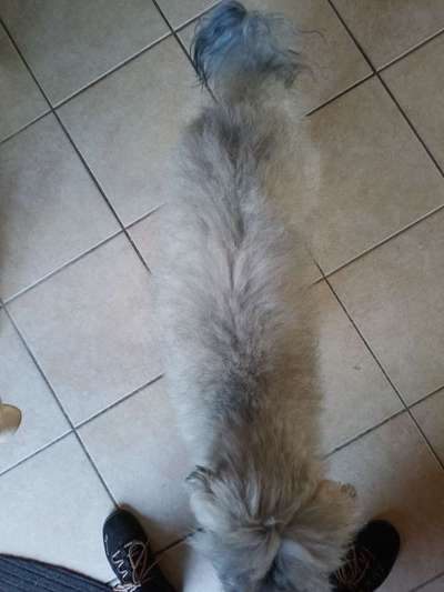 Hund zu dick?-Beitrag-Bild