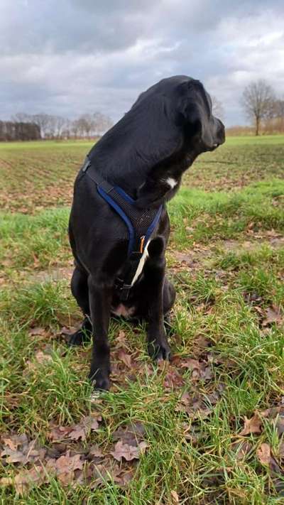 Wie sitzt mein Geschirr?-Beitrag-Bild