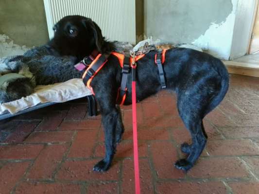 Wie sitzt mein Geschirr?-Beitrag-Bild