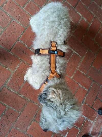 Wie sitzt mein Geschirr?-Beitrag-Bild