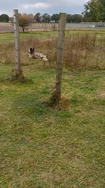 Dogorama Photo Challenge - besondere Eigenschaften-Beitrag-Bild