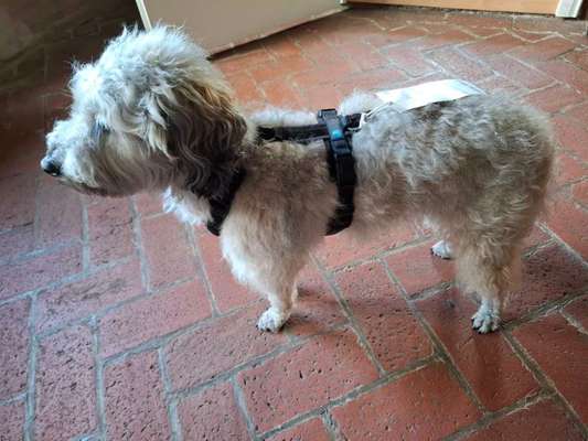 Wie sitzt mein Geschirr?-Beitrag-Bild