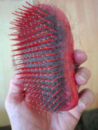 Bürste für empfindlichen Labrador-Beitrag-Bild