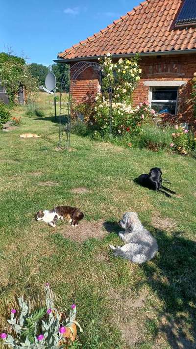 Schlafplatz im Garten-Beitrag-Bild