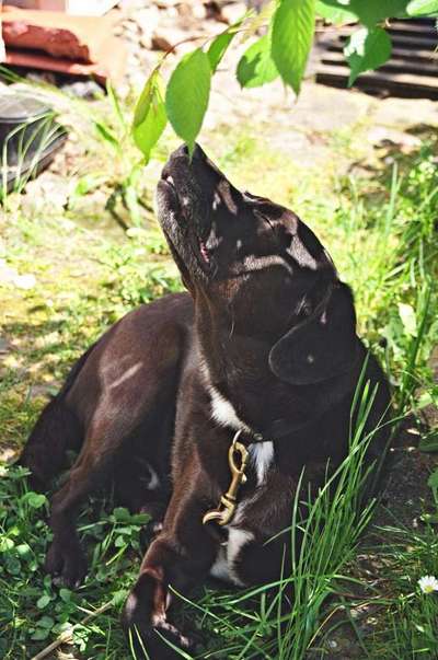 Farben Fotochallenge Thema ,,Grün"-Beitrag-Bild