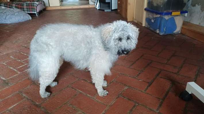 Bearded Collie - Fellpflege-Beitrag-Bild