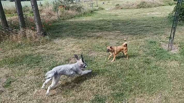 Foto Challenge Nr. 137 - Lass die Ohren fliegen-Beitrag-Bild