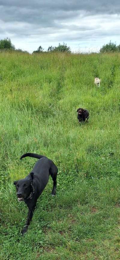 Ist meine Hündin zu dünn ?-Beitrag-Bild