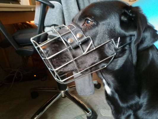 Wie sitzt mein Maulkorb / Maulkorb-Beratung-Beitrag-Bild