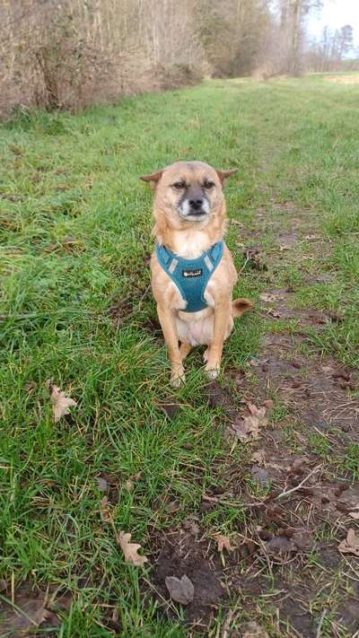 Wie sitzt mein Geschirr?-Beitrag-Bild