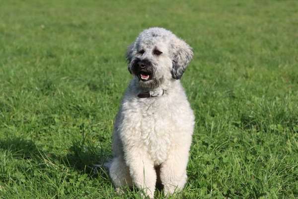 Austausch über Tibetdoodle-Beitrag-Bild